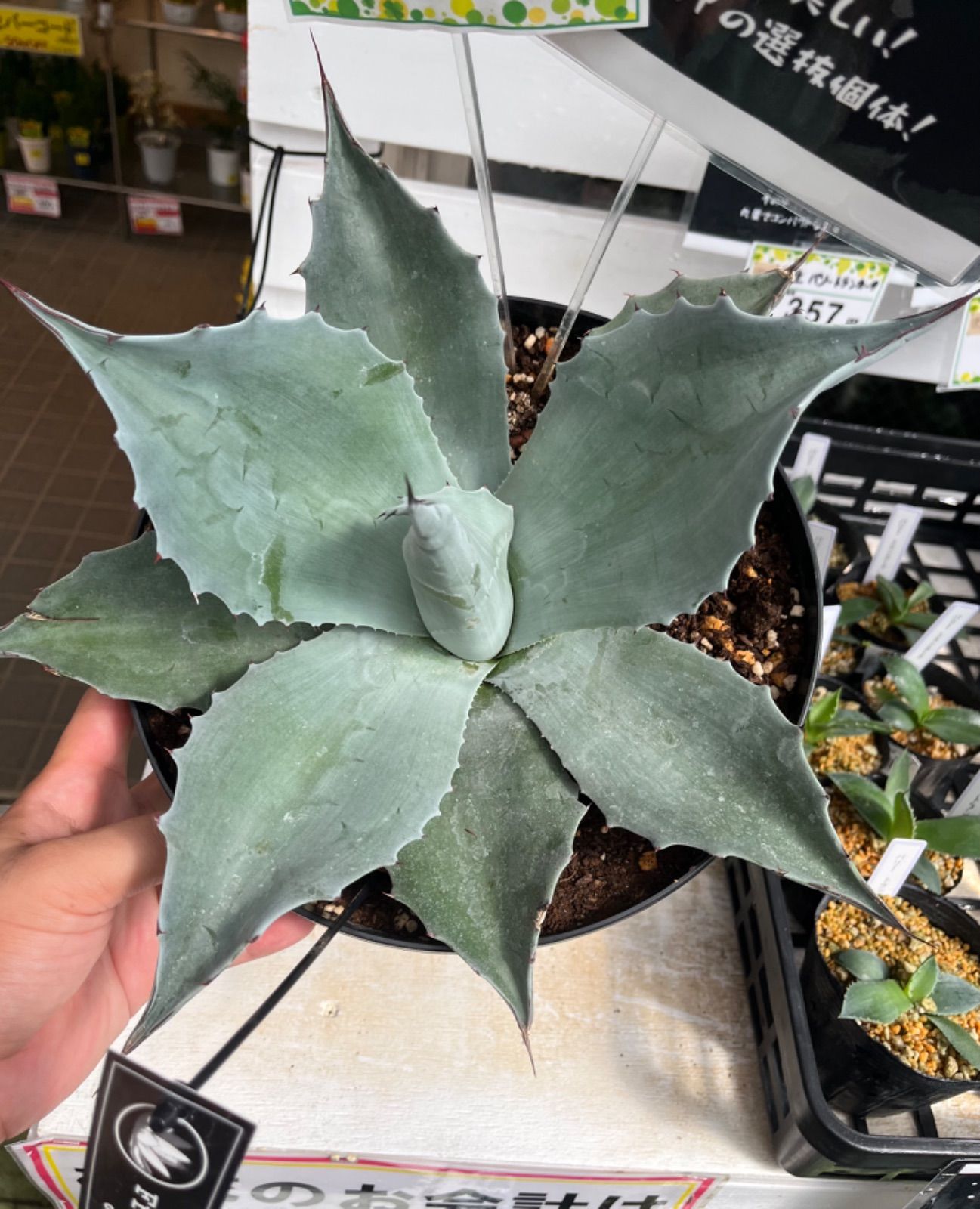 デンシフローラム 実生 激ヤバ でっぷり むっちり 下膨れ まん丸