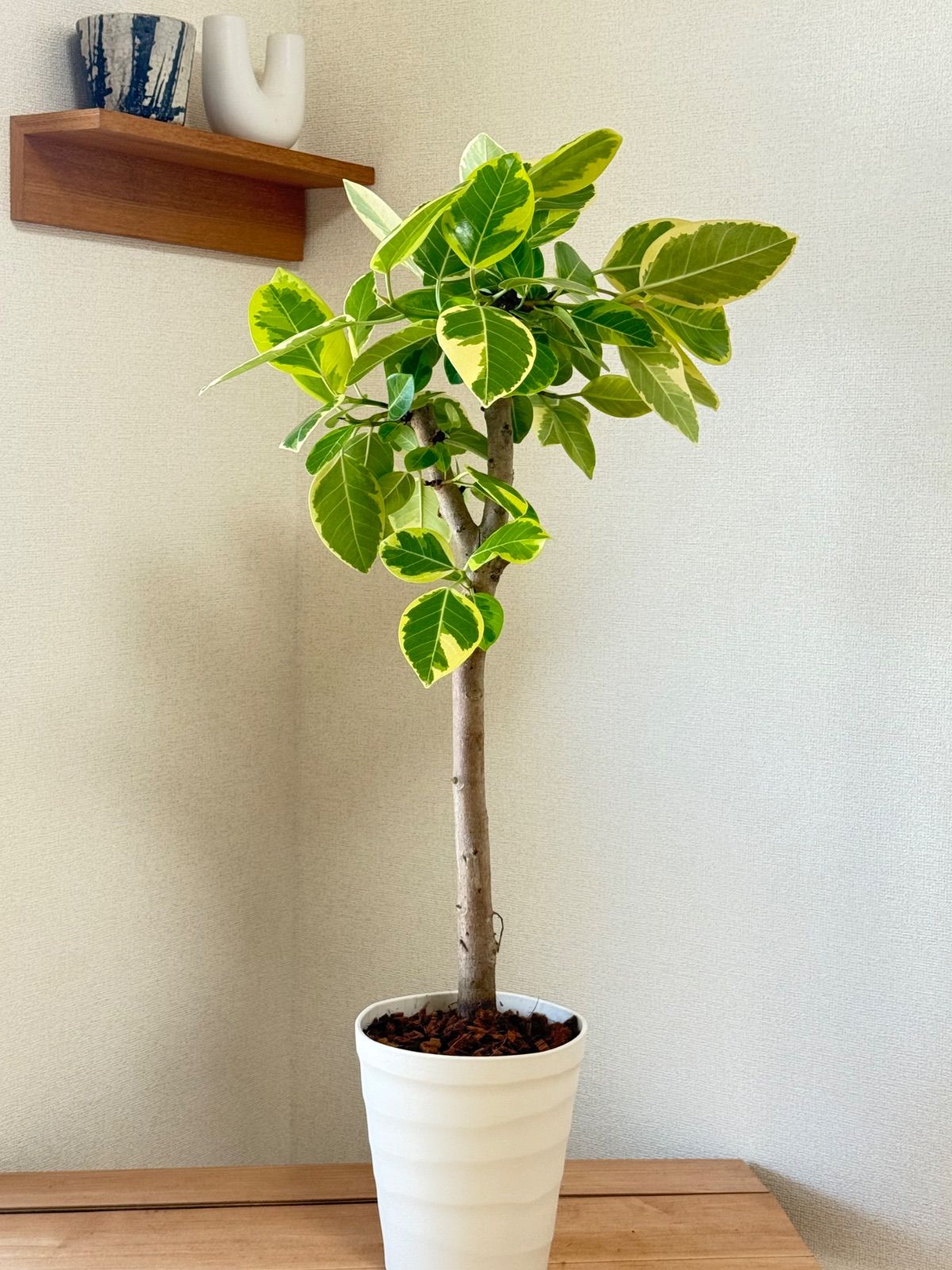 アルテシマ　フィカス　極太幹　大型　　朴仕立て　少し曲げ　スマート　斑入り アルテシマ フィカス 極太幹 大型 朴仕立て 少し曲げ スマート 斑入り