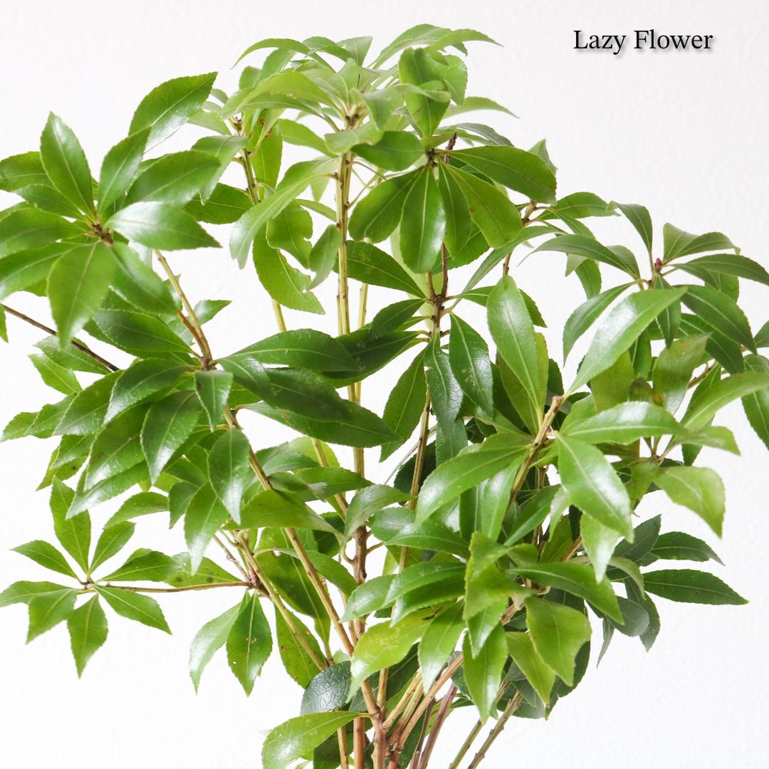 フラワーベース 込み アセビ 枝物 インテリア 装飾 生花 馬酔木 オシャレ 枝 3317d7904757a11d32703da69c6c7d