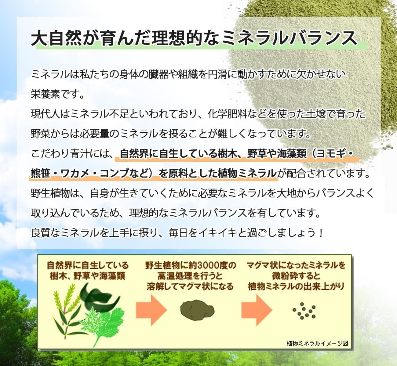 人気 ランキング