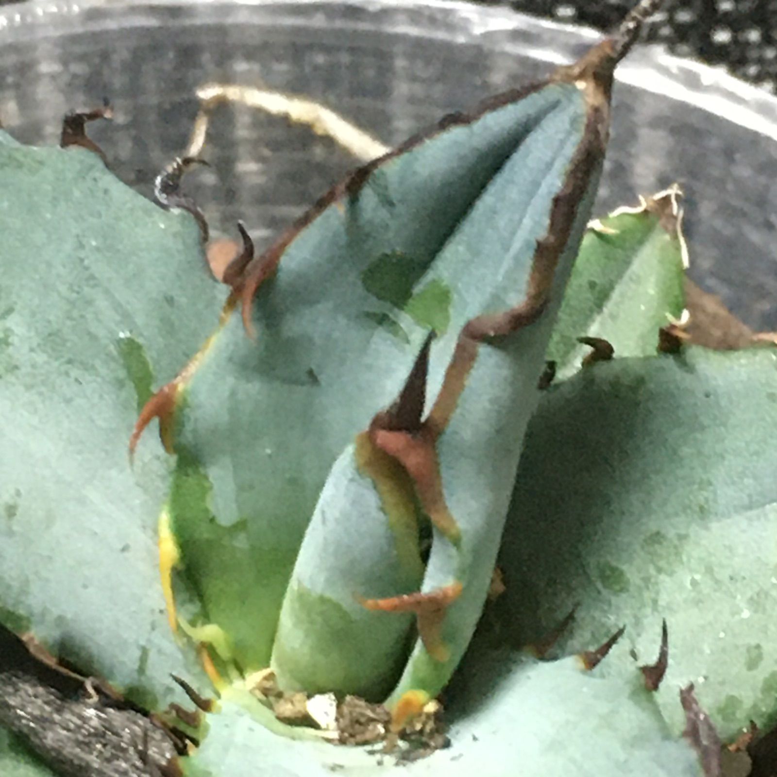 アガベ チタノタ ブルー 発根済み agave titanota brue-1