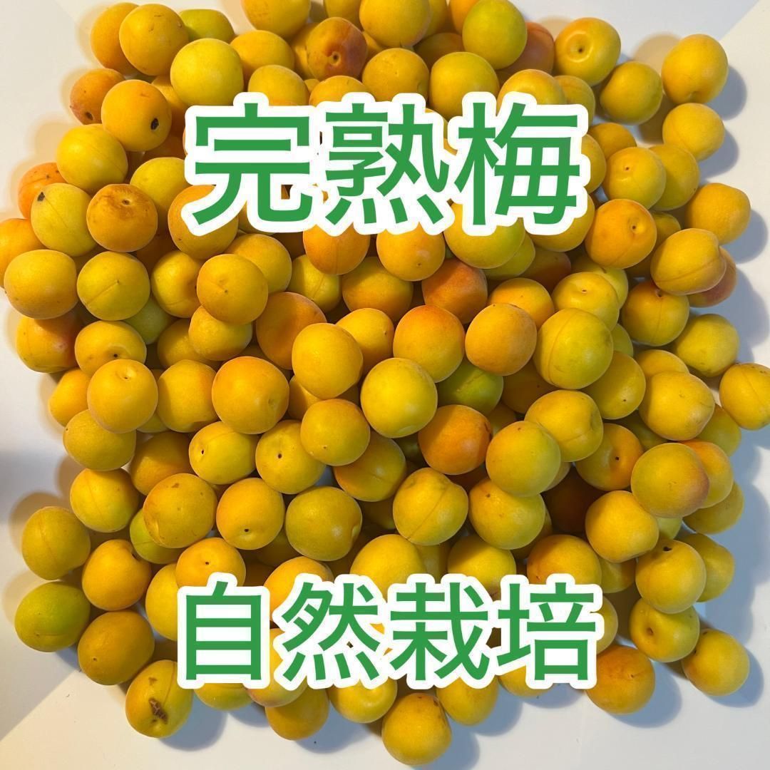 自然栽培 完熟梅（ありがうめ） 850g 殺菌洗浄済 梅干しが簡単で