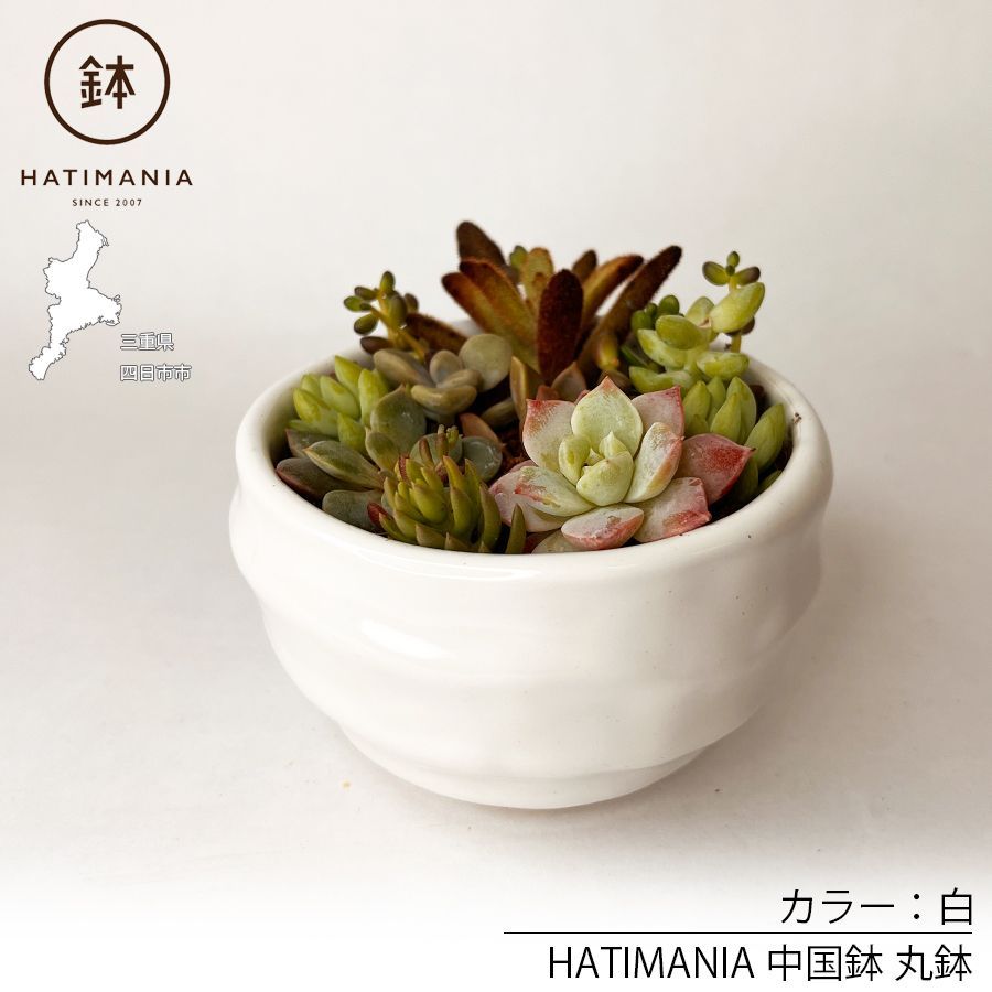 多肉植物おまかせ寄せ植え HATIMANIA 3号 1006W 鉢づくし ミニ盆栽