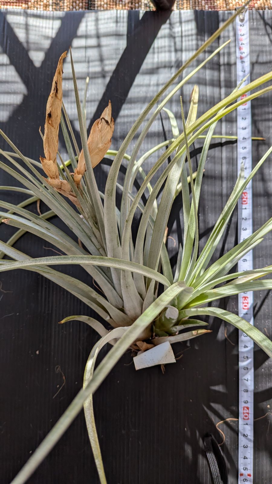 チランジア ファシクラータ, Canon del Zopilote チランジア