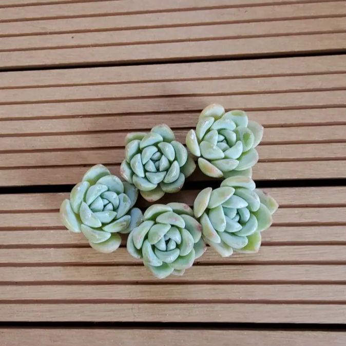 ゆりりん様 7苗 メルカリ便送料込 ゆりりん様 7苗 メルカリ便送料込 メルカリ】【植物の梱包方法】第四種