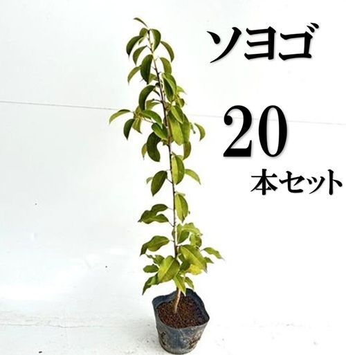 20本セット ソヨゴ樹高0.3m前後10.5cmポット