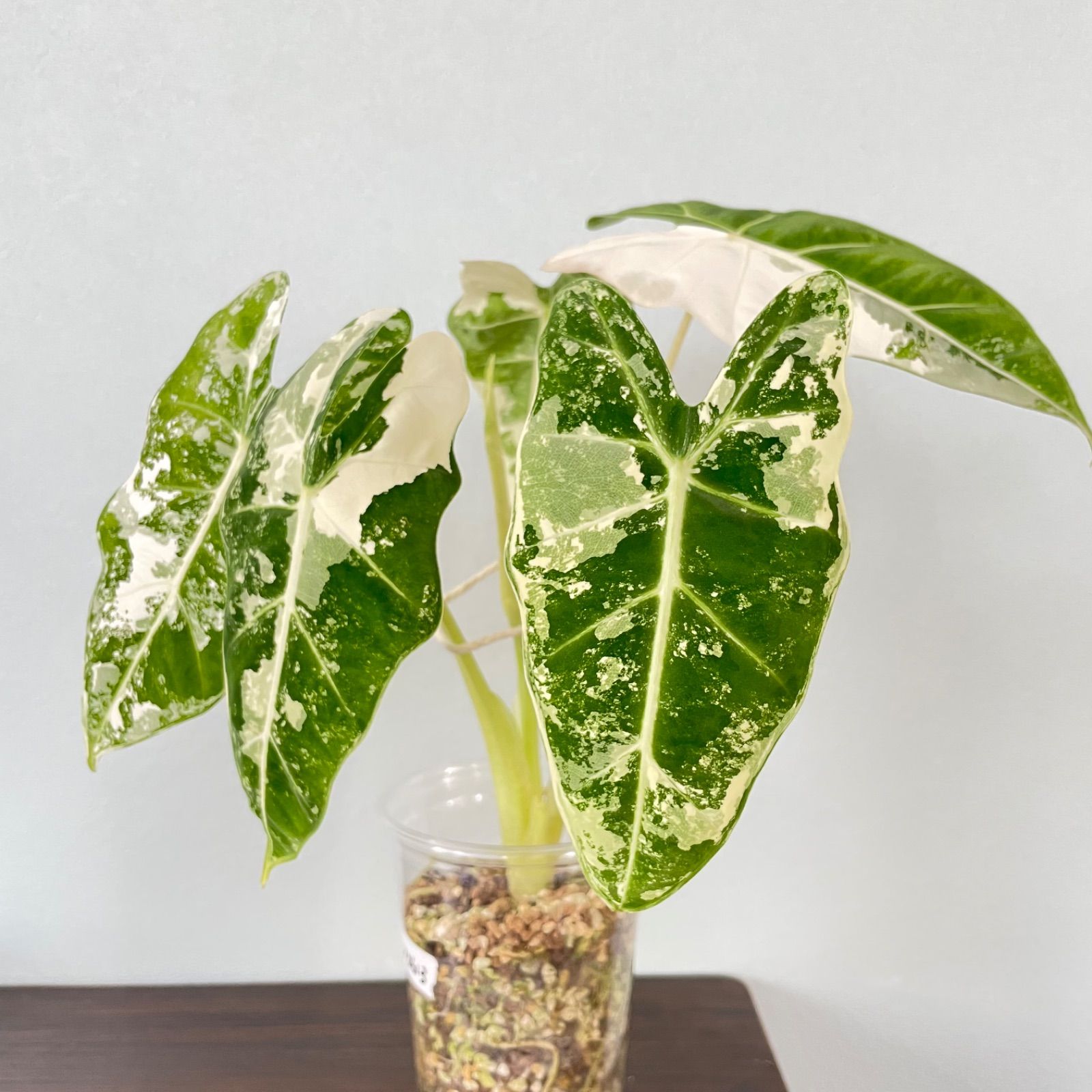 Alocasiaグリーンベルベット(丸葉) Alocasiaグリーンベルベット(丸葉) グリーンベルベット フラワー