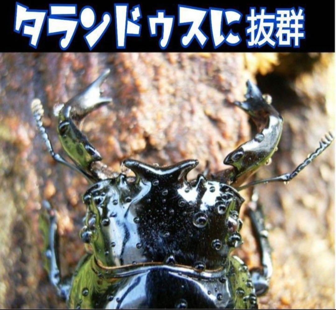 極上！カワラタケ菌糸瓶【8本】特殊アミノ酸強化配合！タランドゥス