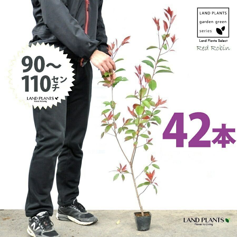 レッドロビン 3.5号 苗木 42本 高さ90～110cm 苗 苗木 苗ポット セイヨウカナメ カナメモチ 生垣
