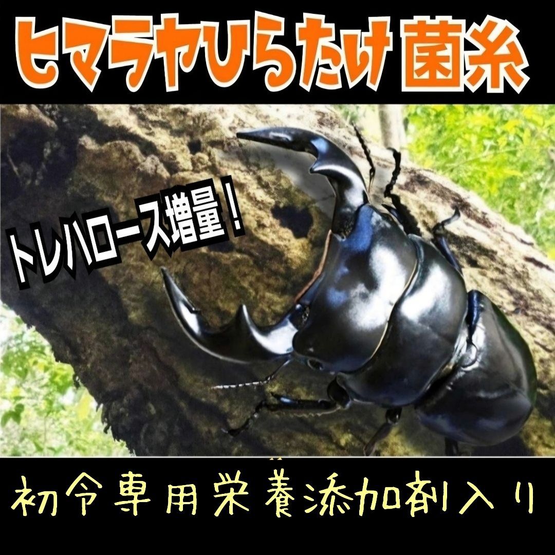 特選！ヒマラヤひらたけ菌糸プリンカップ120ml 【20個セット】初