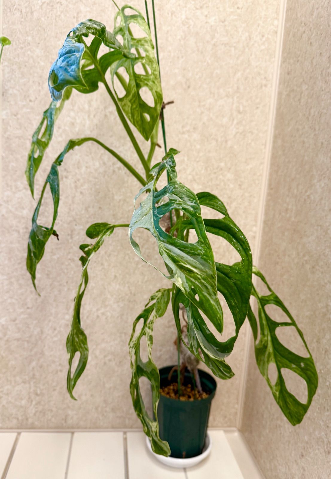 マドカズラ ミント 斑入り 極斑