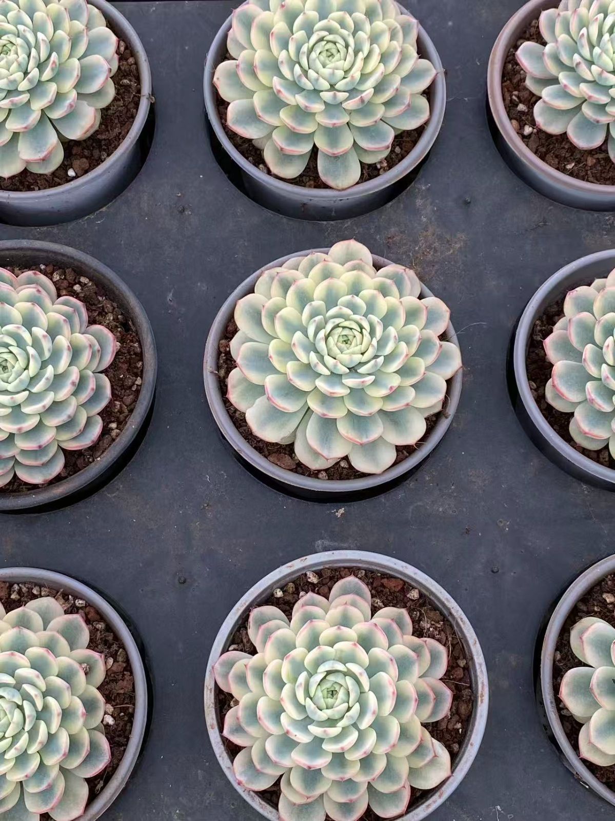 多肉植物 韓国苗 エケベリア MIX100苗セット 画像のセット 多肉植物