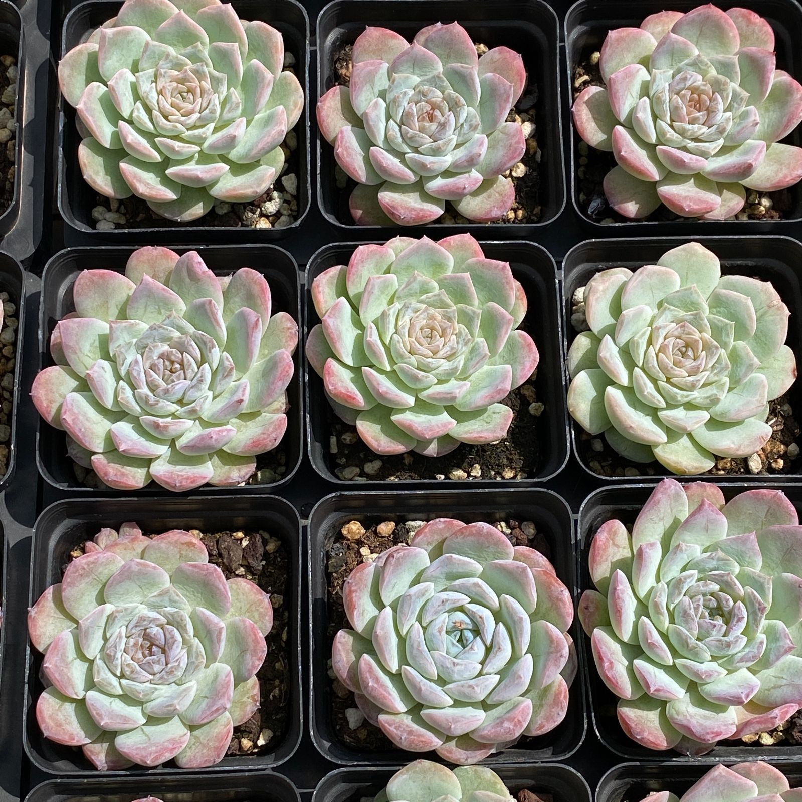 54株抜き苗セット】アイスハート 群生 多肉植物 佐川急便発送