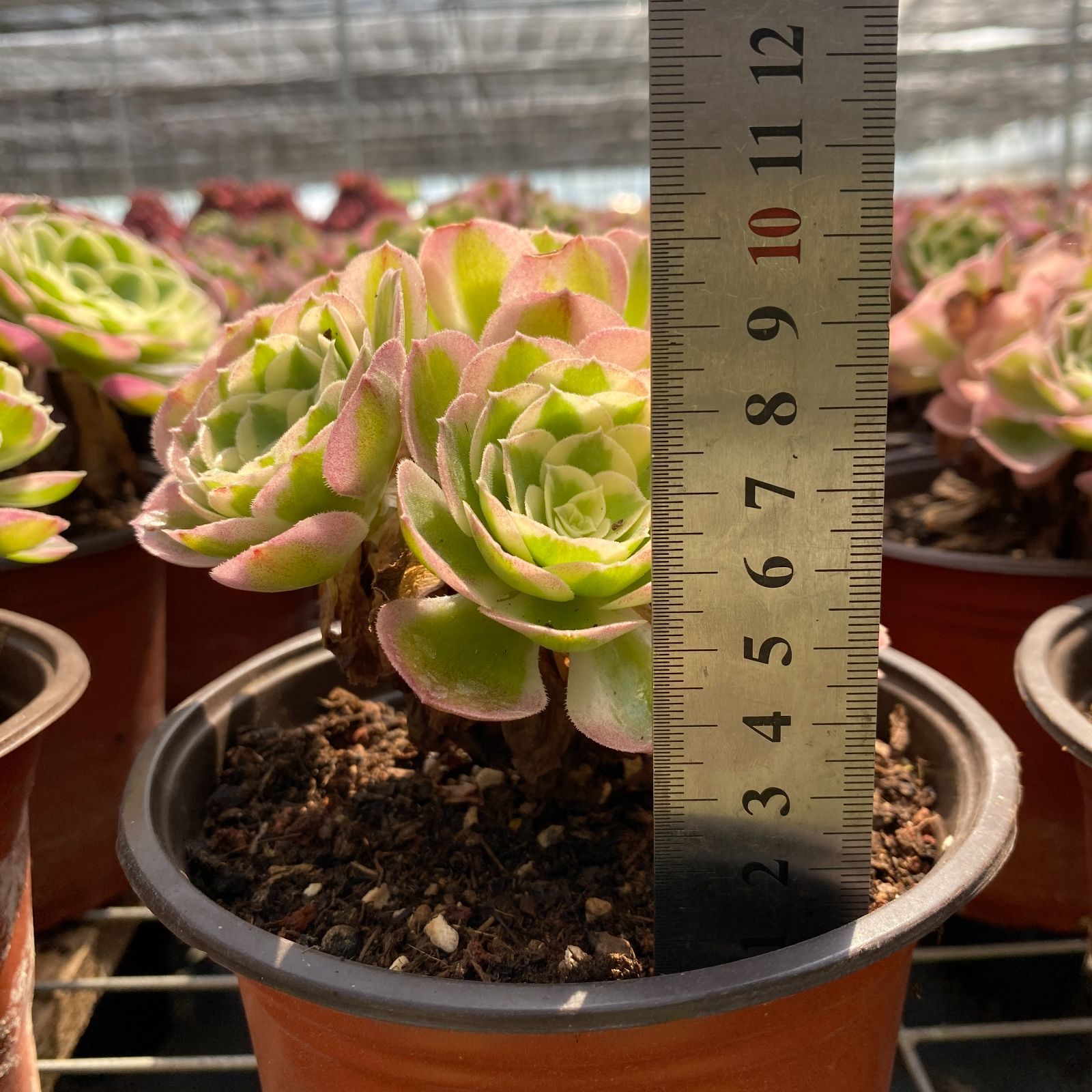 ベ*コ様 C2040×35株 ジプシー錦 抜き苗 多肉植物 エケベリア サボテン s*様 E-2040×35株 ジプシー錦 抜き苗 多肉植物 エケベリア