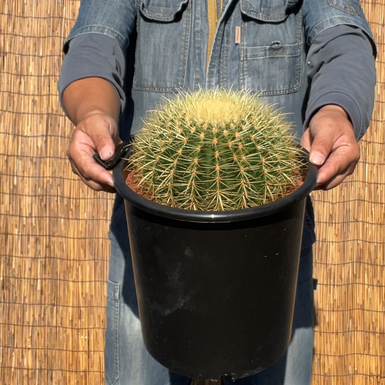 【鉢ごと発送】サボテンの王様！金色サボテン / 金鯱（キンシャチ）Golden barrel cactus / 8号 黒鉢【現品】M24-11-5-02