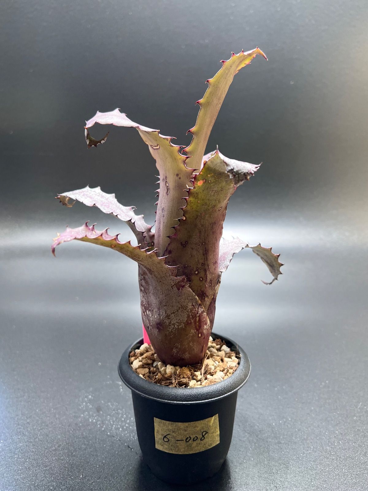 Hohenbergia Ouchi ホヘンベルギア　オウチ Hohenbergia 'Ouchi' ホヘンベルギア・オウチ No.1 - メルカリ