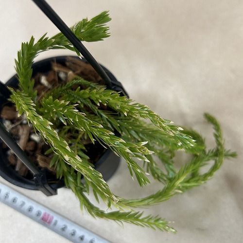 観葉植物 葉傷みあり フペルジア トライアングルナコーン 4号