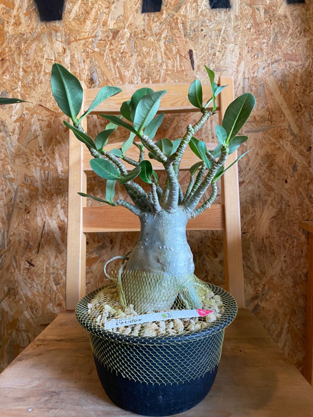 K*U様 パキポディウム グラキリス 現地球 発根済 手乗りサイズ