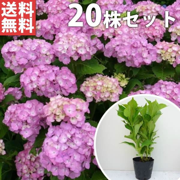 苗|苗木 20本セット アジサイ 赤 樹高0.3m前後 15cmポット 赤花 アカ あじさい 紫陽花 西洋アジサイ 苗木 苗 植木 庭木 生け垣 ka 20本 20