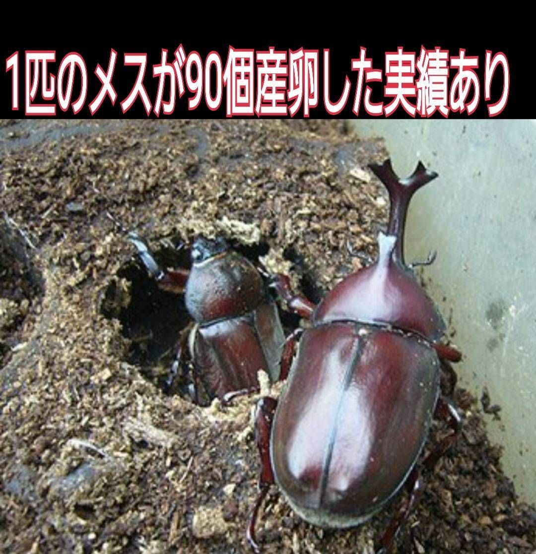 50リットル自然界のバクテリアのみで完成！発酵カブトムシマット☆幼虫の餌、産卵に - メルカリ