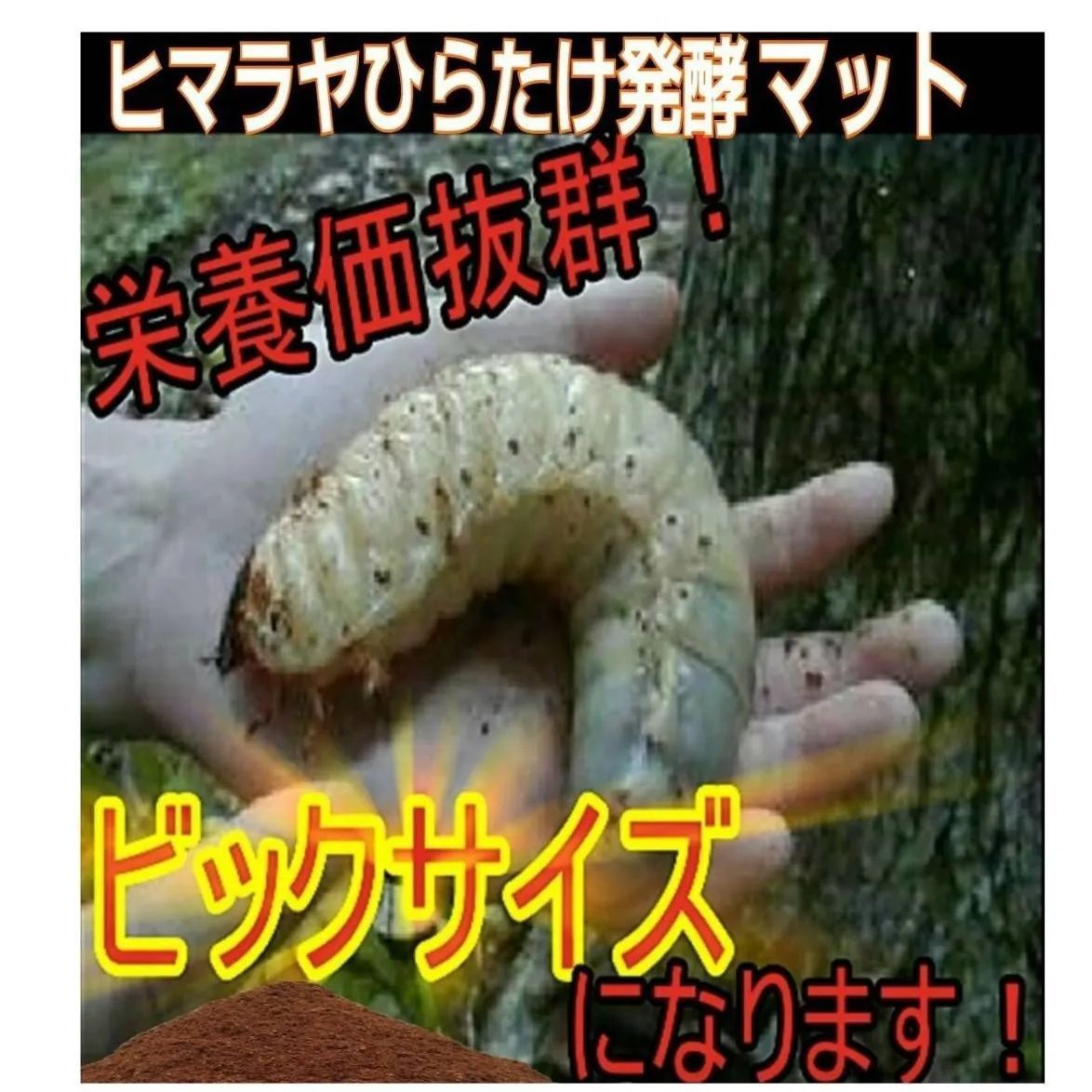 たっぷり5袋！カブトムシ幼虫が大きくなる！発酵マット☆抜群の栄養価