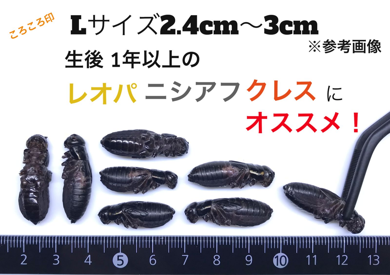 冷凍クロコL500g+冷凍イエコML500g レオパ コオロギ