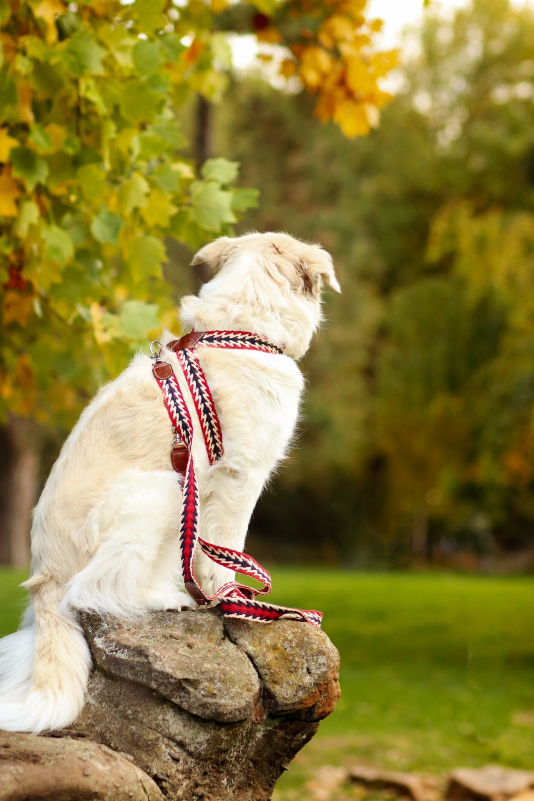 Peruvian Red スペイン製 高級犬用リード(2m) （小型犬　中型犬） Peruvian Red スペイン製 高級犬用リード(2m) （小型犬中型犬）