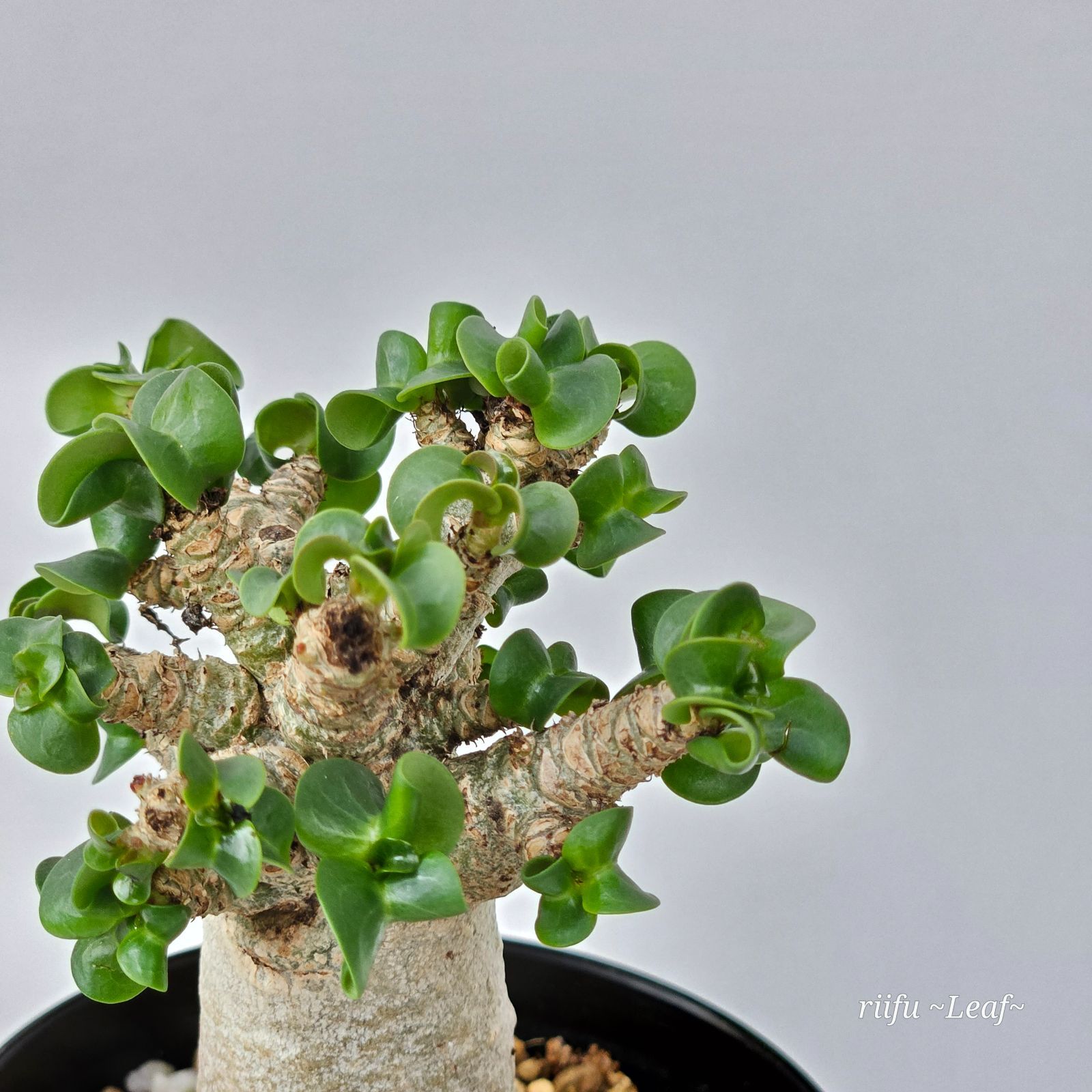 ④《 Adenium Arabicum D.H.A》アデニウム アラビカム 獅子葉