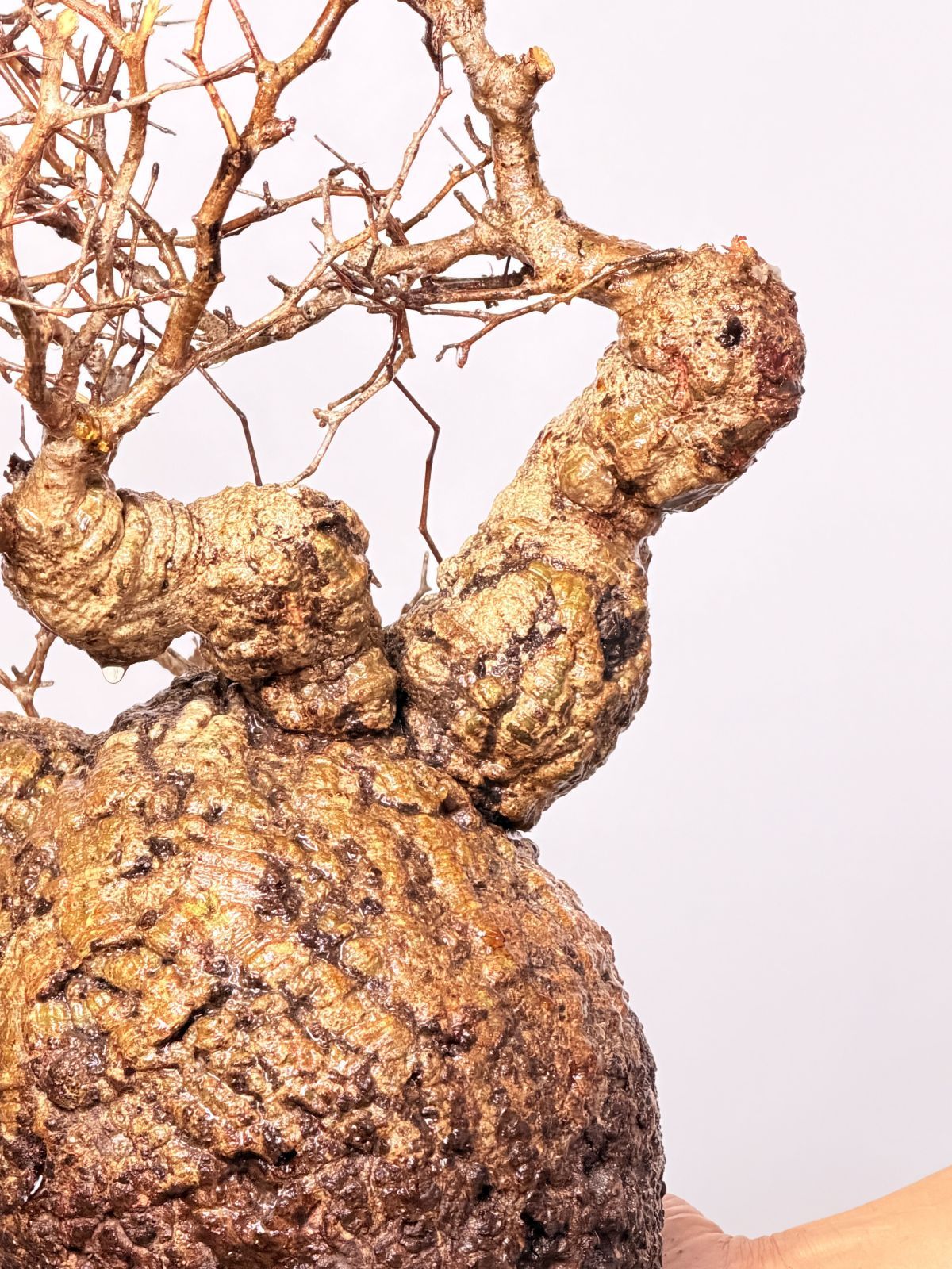 ベアルート株 マダガスカル選抜