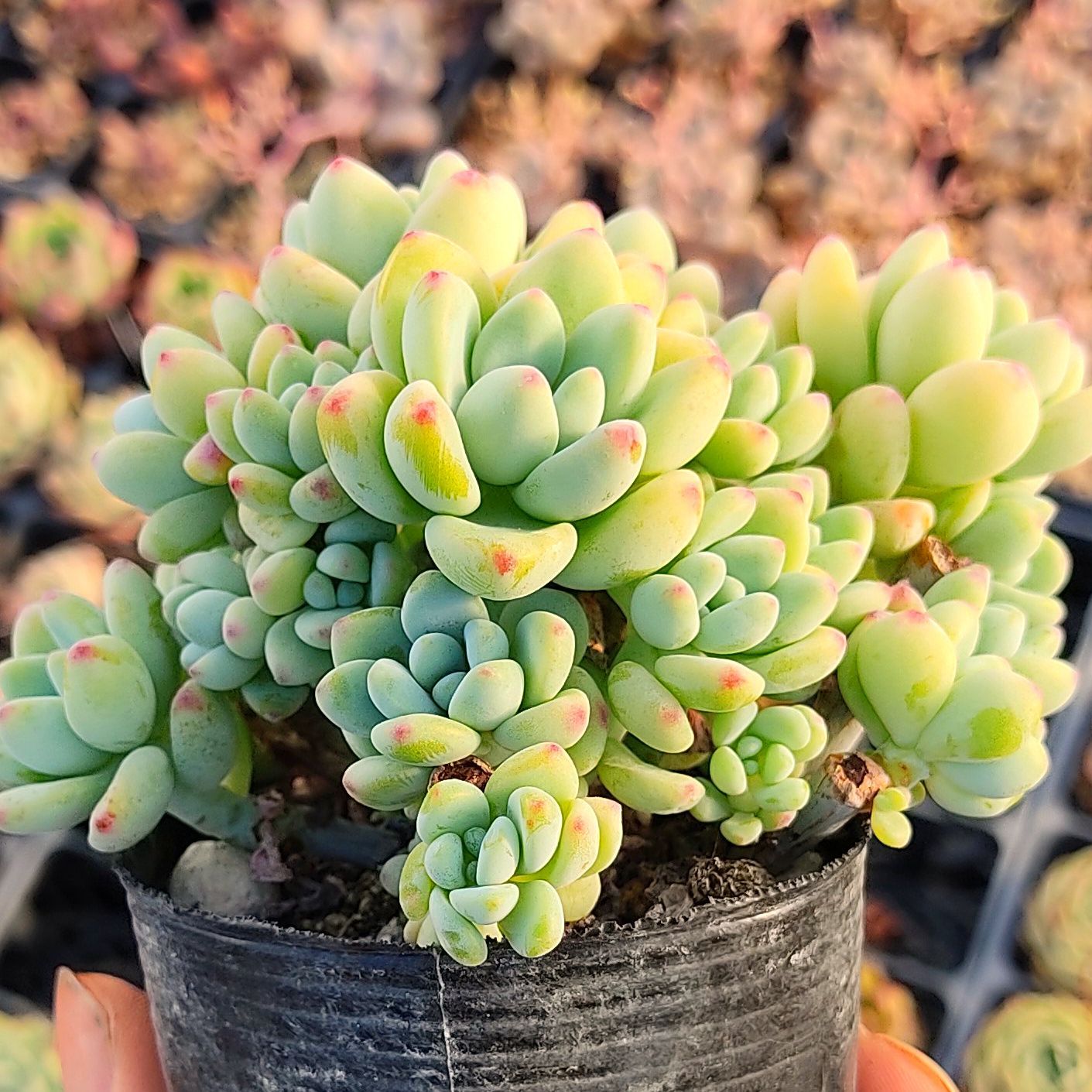 多肉植物 セダム クラバツム 抜き苗 - メルカリ