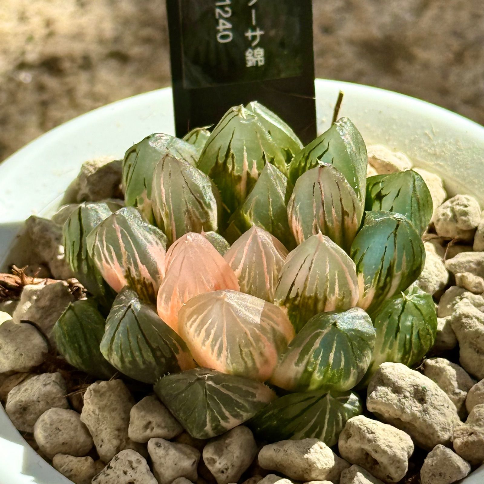 おかかアオダモ　山採り天然　アオダモ　５本立ち　72 おかか様専用アオダモ 山採り天然 アオダモ 5本立ち 72