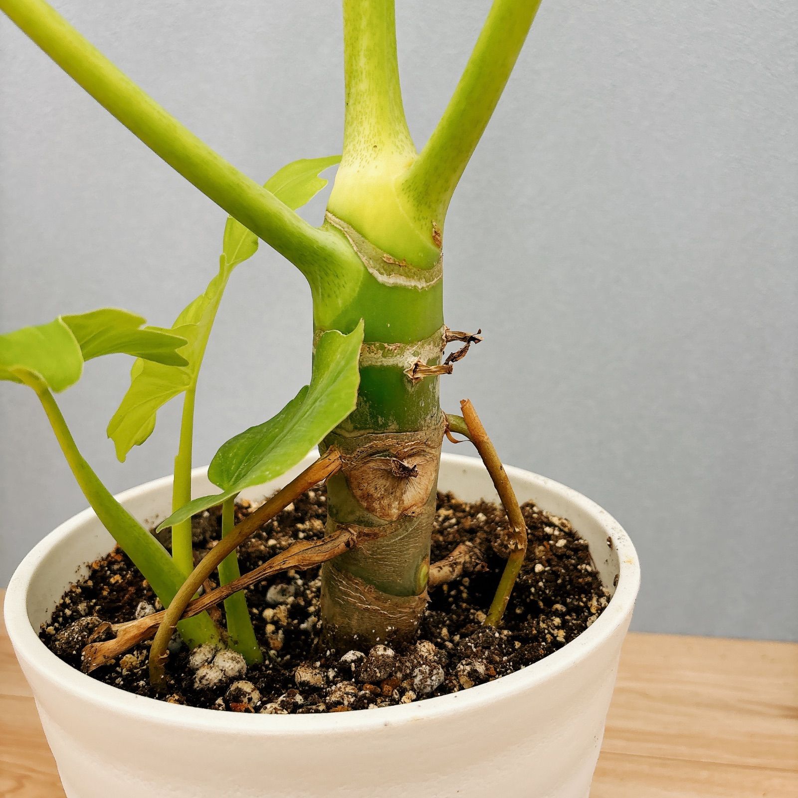 フィロデンドロン　セローム　ゴールドリーフ　10年以上の大株　希少 現品］【希少】C フィロデンドロン セローム ゴールドリーフ 7号 観葉