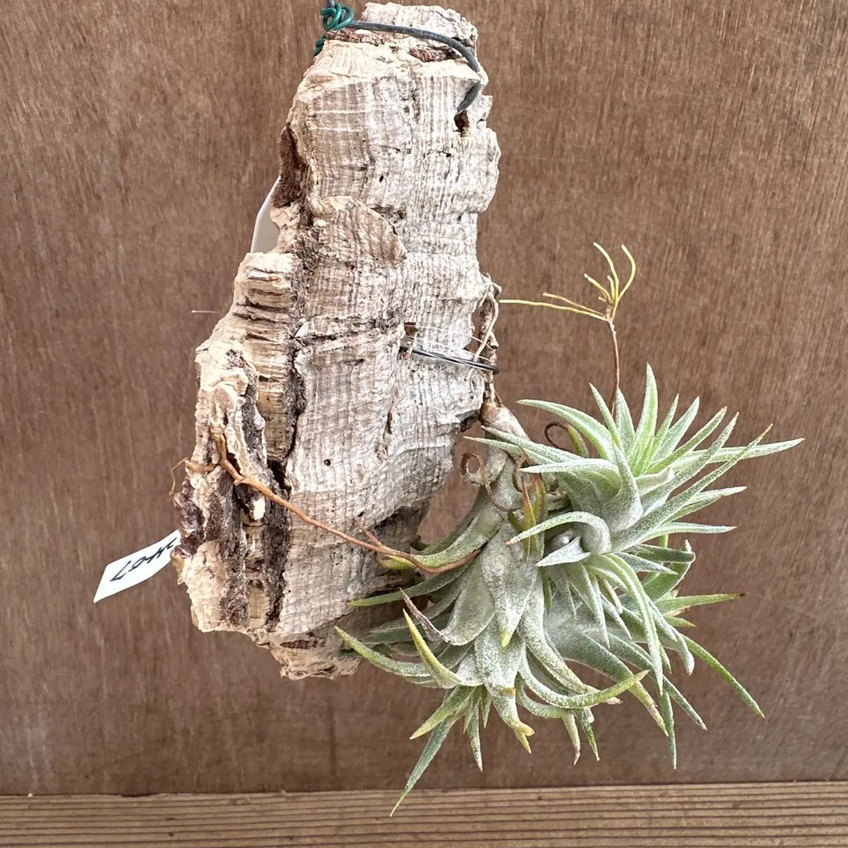 チランジア イオナンタ バンハイニンギー 現品 Tillandsia