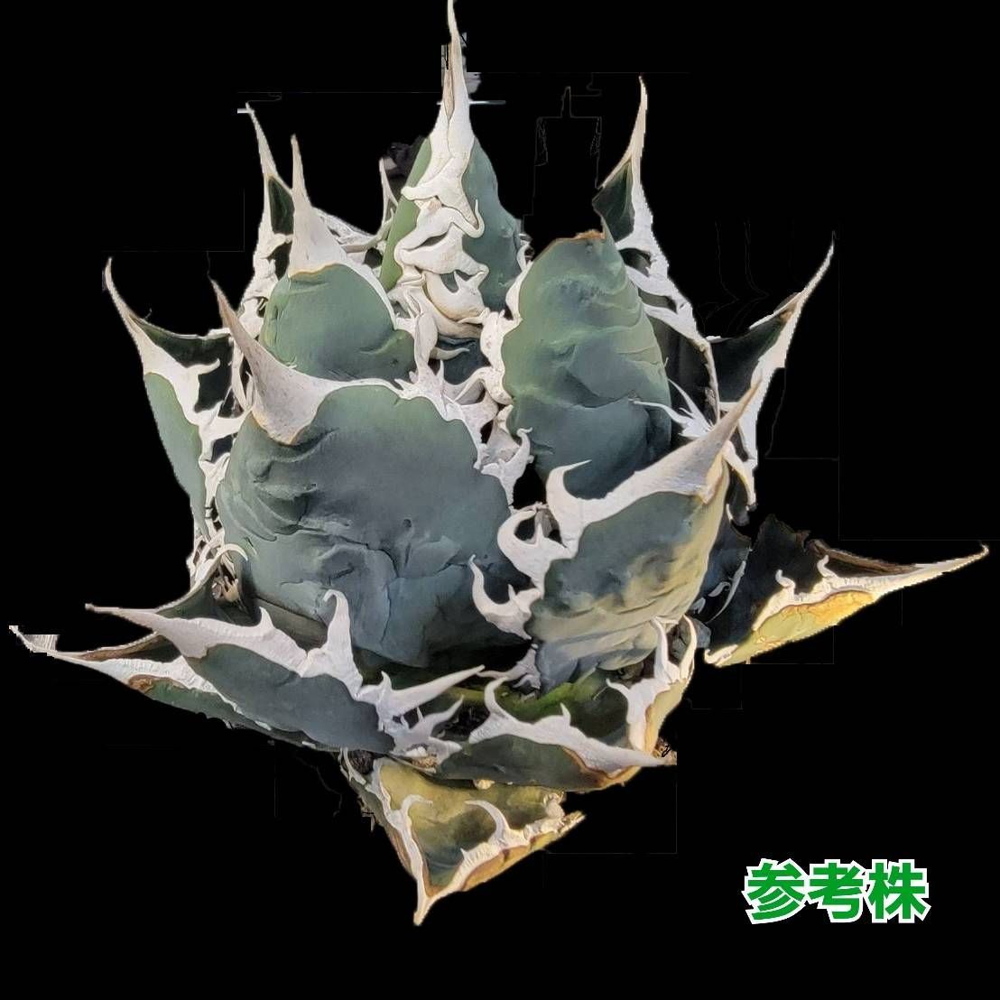 アガベ チタノタ 小島 【厳選2株】優良血統 厳ついノギが攻撃的で