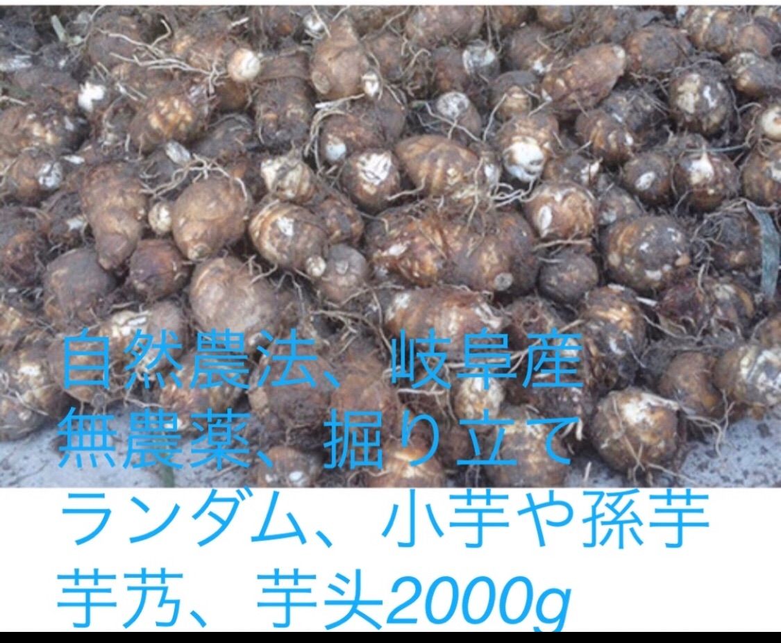 岐阜県産 初物 旬の野菜 自然農法 サトイモ 里芋 taro 芋头 芋艿 1200 g¥1200円