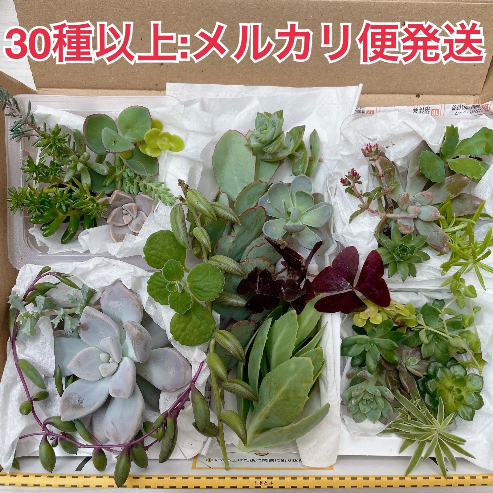 メルカリ便発送】多肉植物 カット苗 詰め合わせ お試しセット - メルカリ