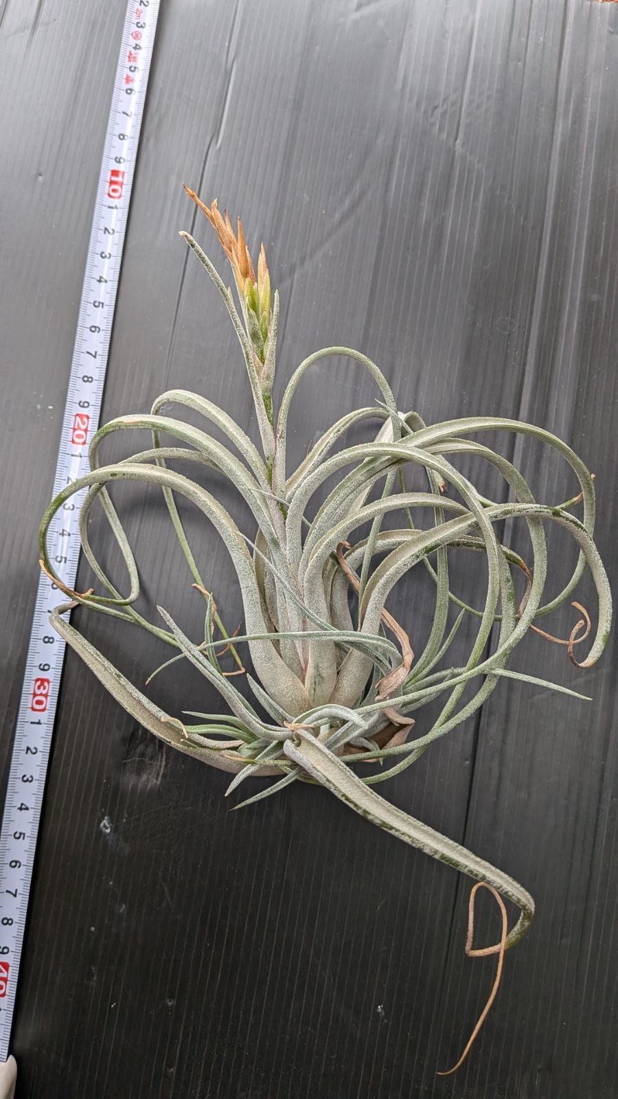 工場 チランジア Kraken 子株4株つき苗