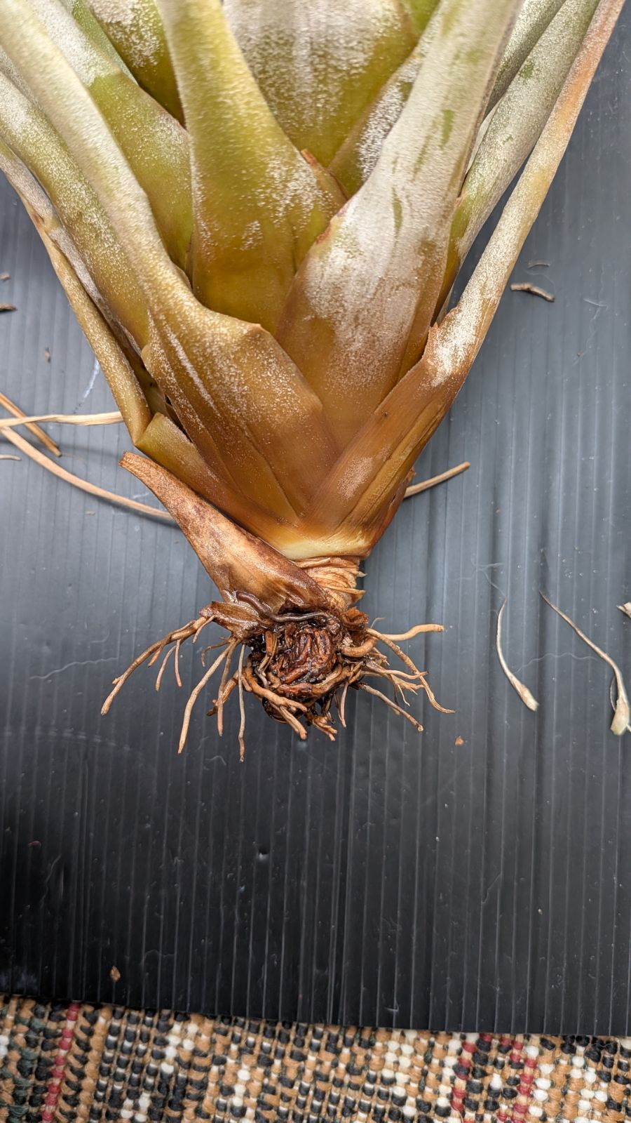 チランジア ファシクラータ v.デンシスピカ(DR) x サブテレス - メルカリ