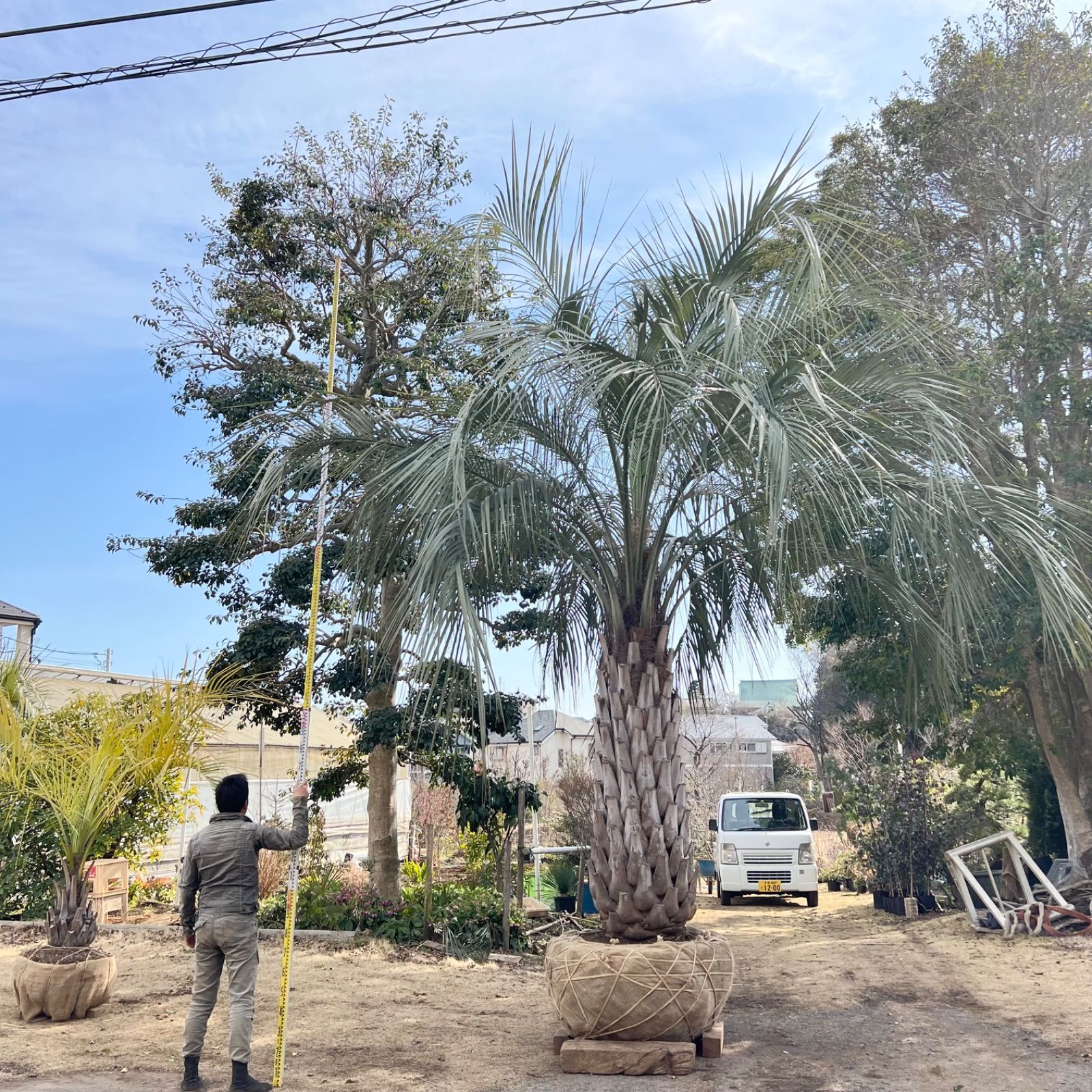 5m越え】特大ココスヤシ - メルカリ