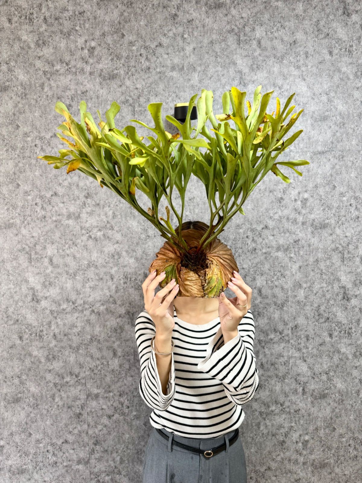 カ〜ジマン様【バケモノ株】パキポディウム ラメリー 綴化