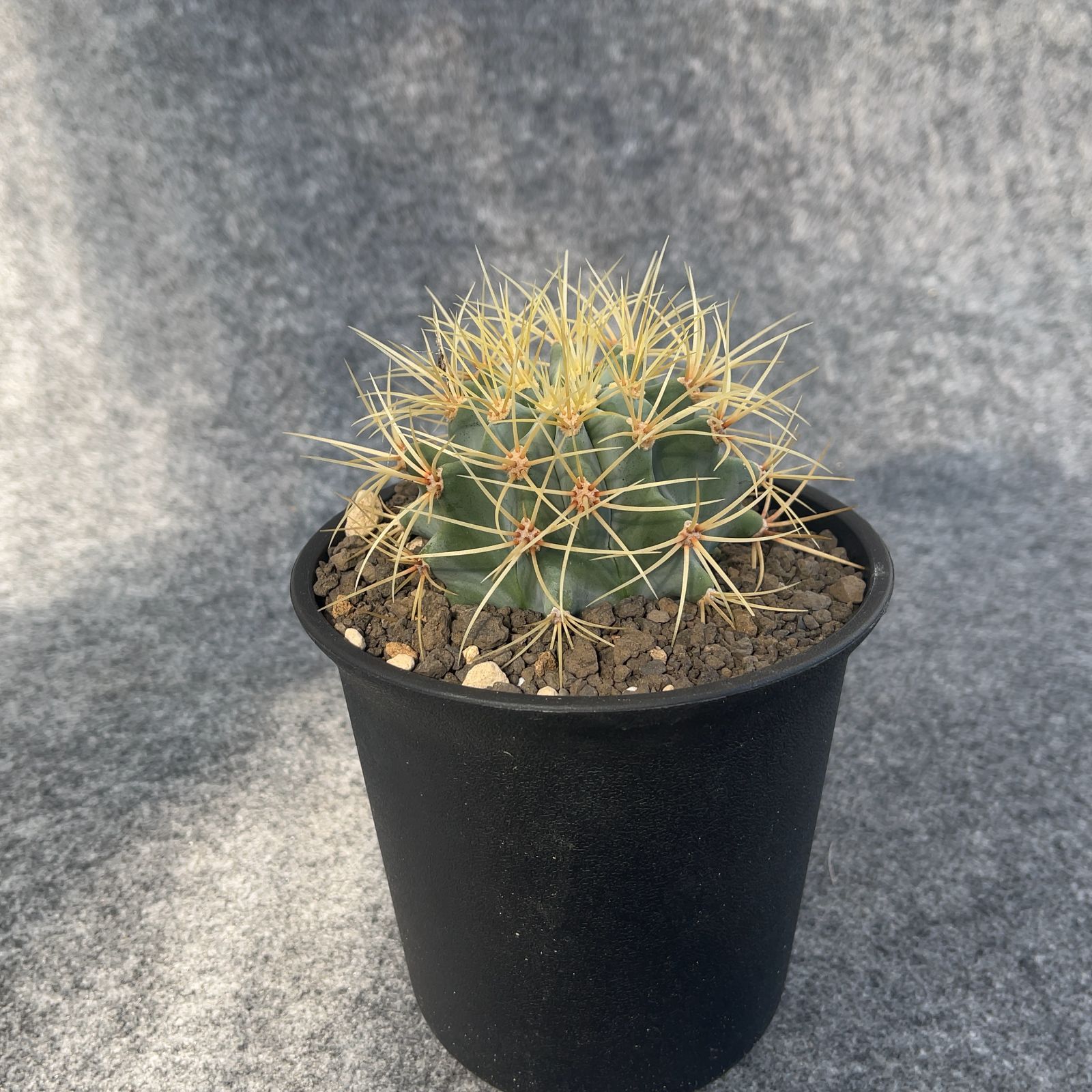 現品・現物】サボテン・王冠竜 （おうかんりゅう） Ferocactus