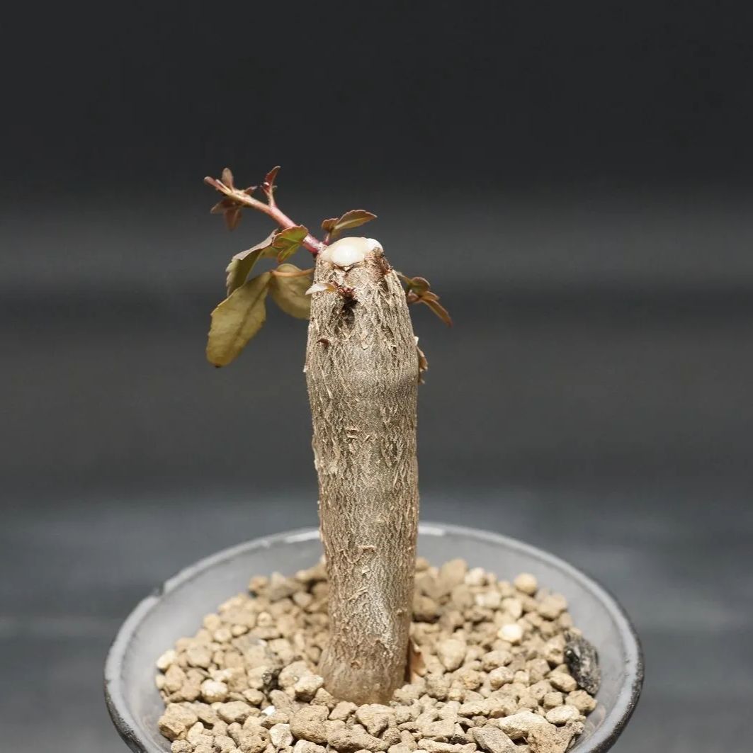 【ラスト】ブルセラ・ファガロイデス（Bursera fagaroides） Bursera fagaroides (ブルセラ・ファガロイデス) メキシコ産の
