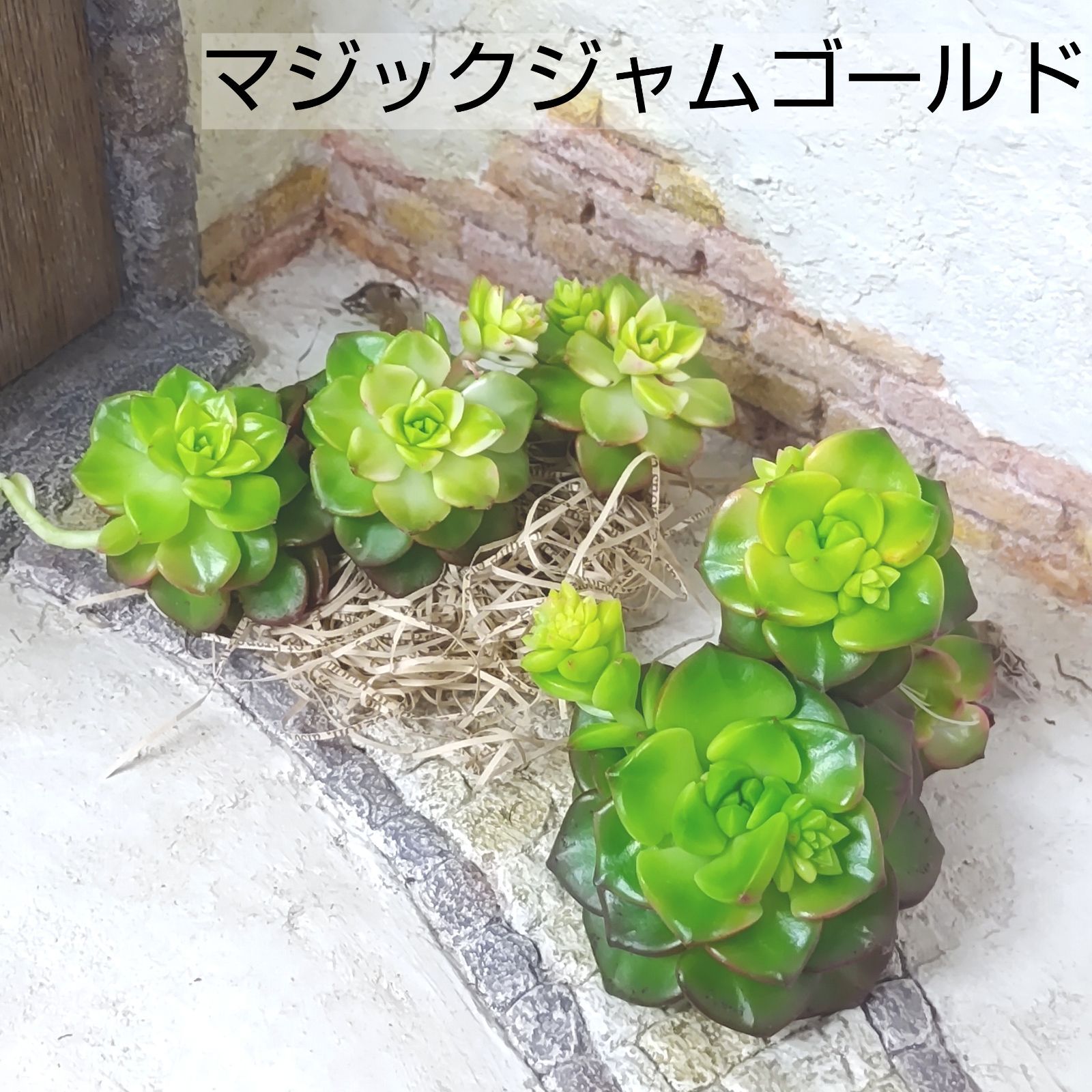 多肉植物 マジックジャムゴールド ２頭抜き苗 疎い