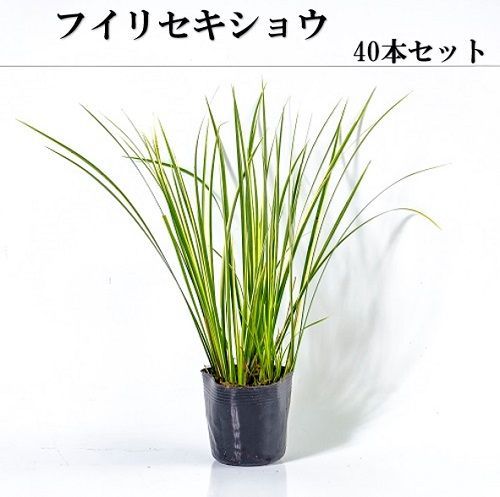 40本セット