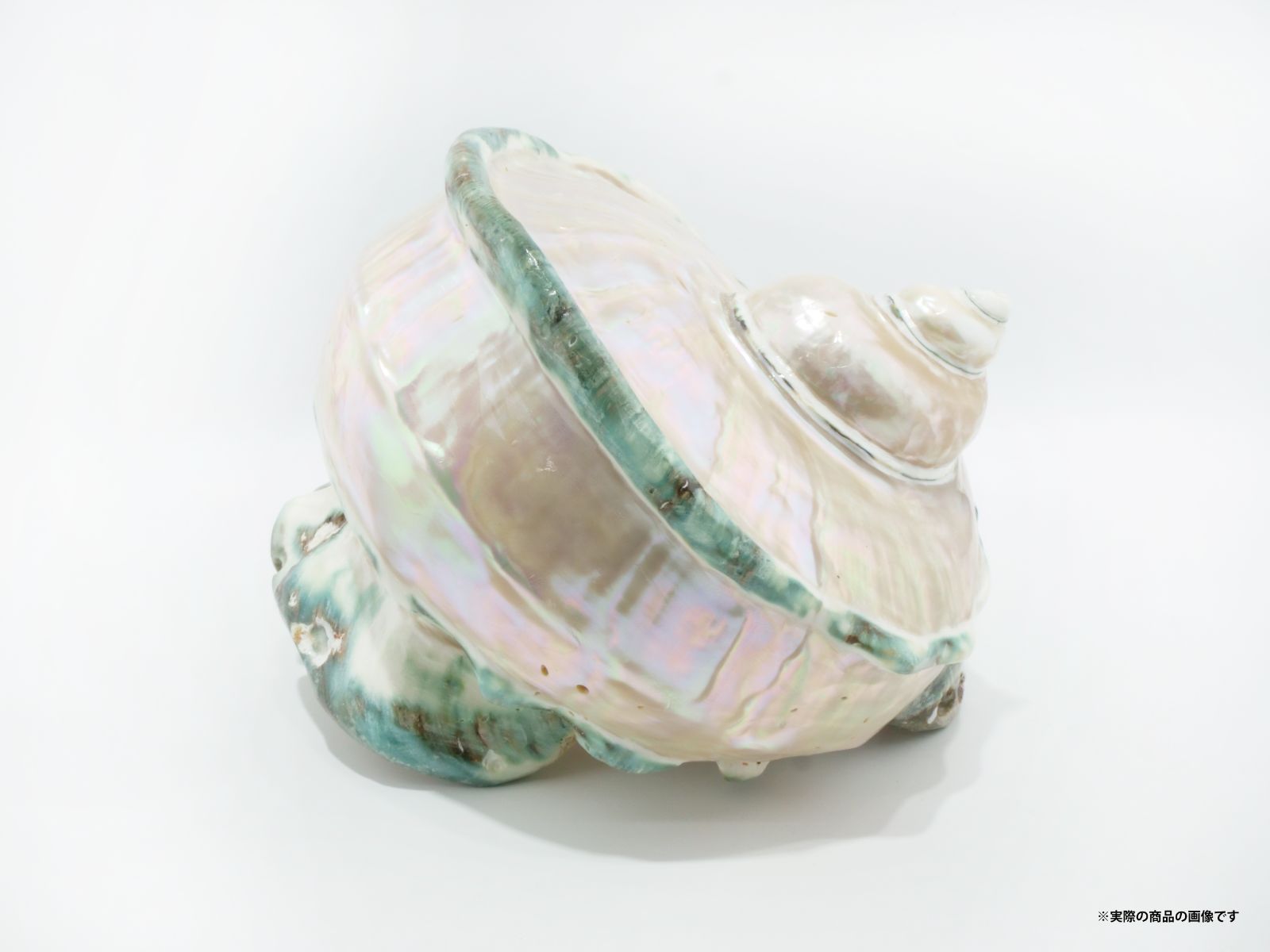 夜光貝(沖縄県産) ※最終値下げ※ kome様専用』特売130-①〜