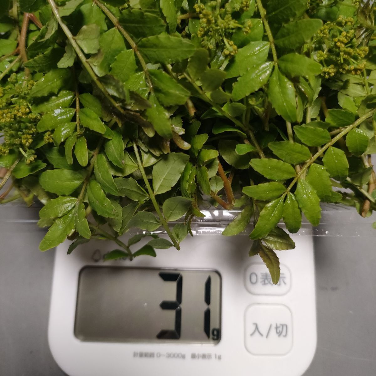 奈良県産】無農薬 山椒(木の芽)新芽 花山椒 - メルカリ