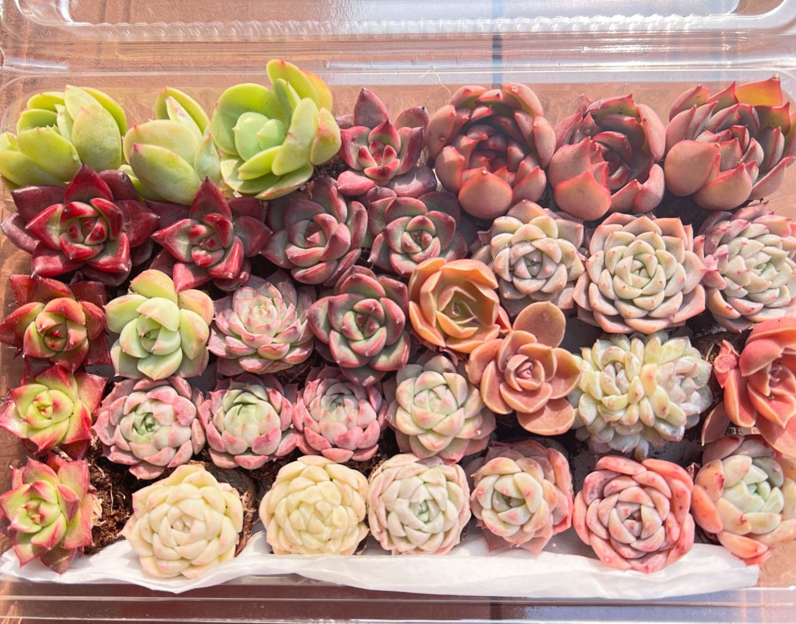 多肉植物 韓国苗 エケベリア MIX苗セット ラスト‼️ 可愛い16苗セット エケベリア 土と根付きの苗 多肉植物 送料無料