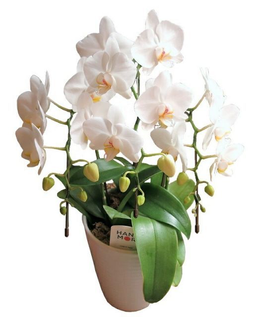 母の日 プレゼント 胡蝶蘭 鉢植え 母の日ギフト 花鉢 かわいい胡蝶蘭 花言葉は 幸福が飛んでくる