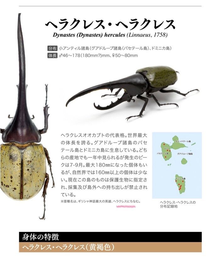 いきもの大図鑑カブトムシ ヘラクレス・ヘラクレス(黄褐色