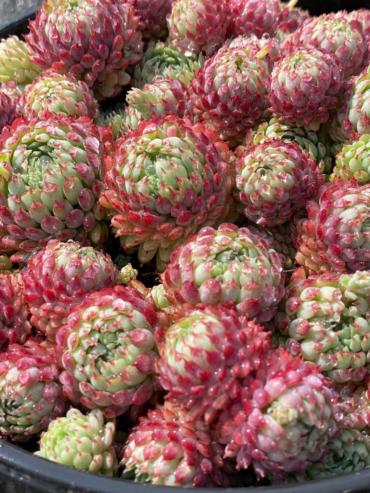 超人気】1株 抜き苗セット ヴィンセント・カトー 多肉植物 佐川急便で